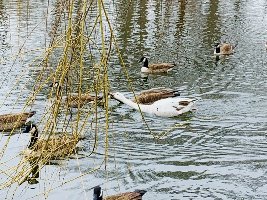 IMG_1625.jpg?type=w966