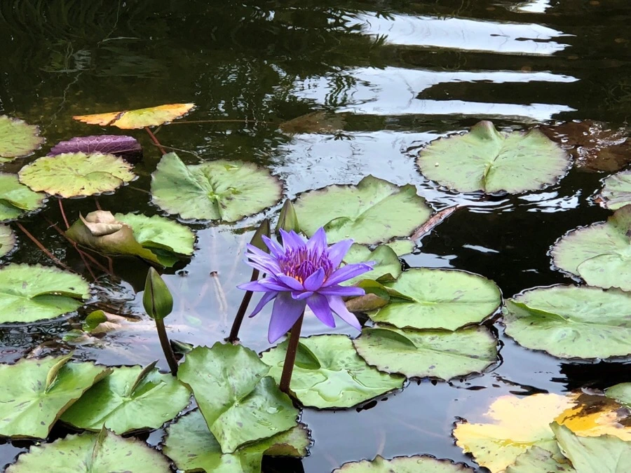 IMG_1076.jpg?type=w966