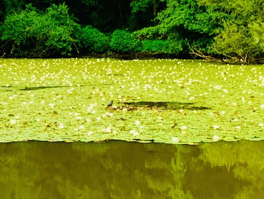 IMG_7826.jpg?type=w966