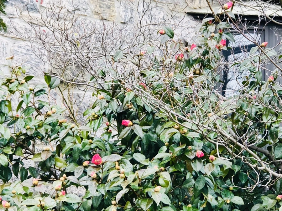 IMG_8592.jpg?type=w966