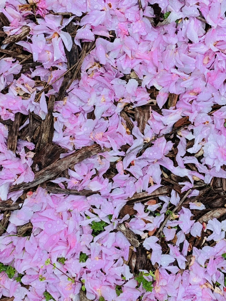 IMG_7258.jpg?type=w966