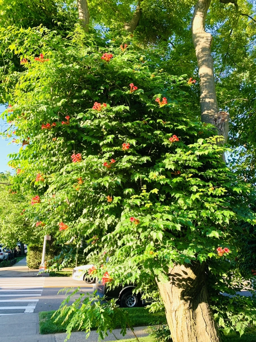 IMG_6493.jpg?type=w966