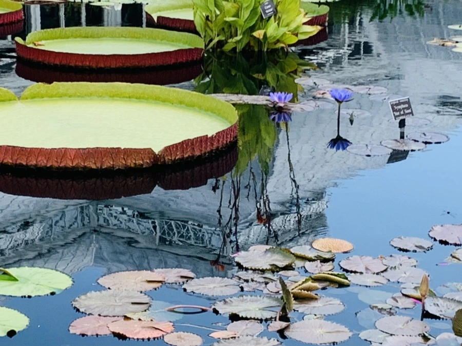 IMG_9098.jpg?type=w966