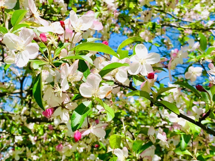 IMG_5712.jpg?type=w966