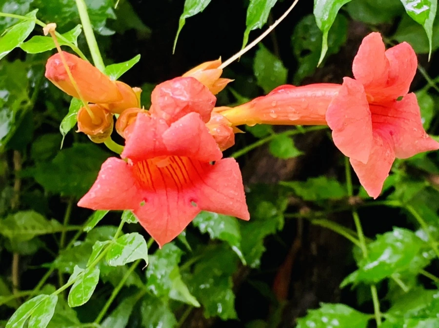 IMG_0059.jpg?type=w966