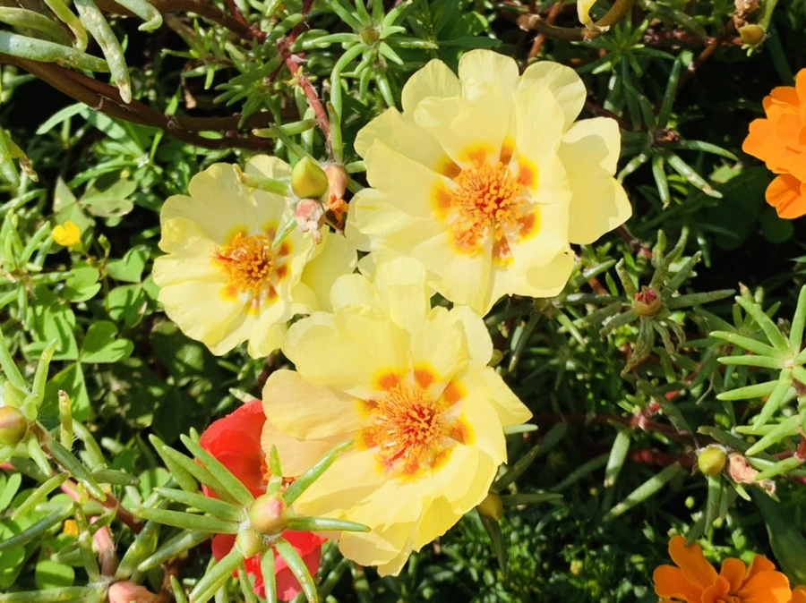 IMG_6731.jpg?type=w966