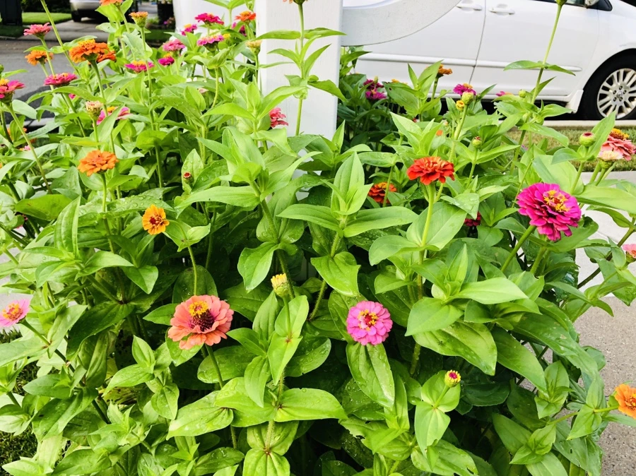 IMG_1798.jpg?type=w966