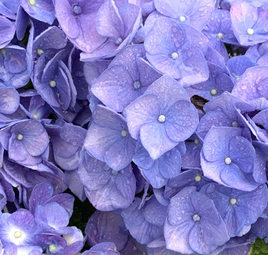 IMG_6181.jpg?type=w966