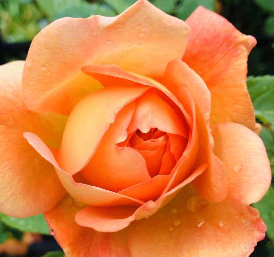 IMG_7511.jpg?type=w966