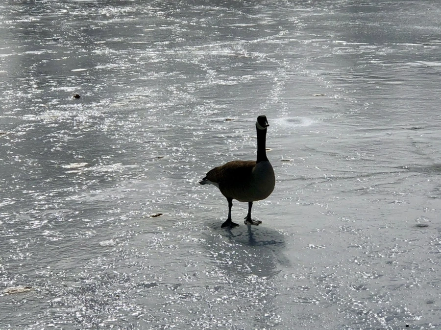 IMG_3104.jpg?type=w966