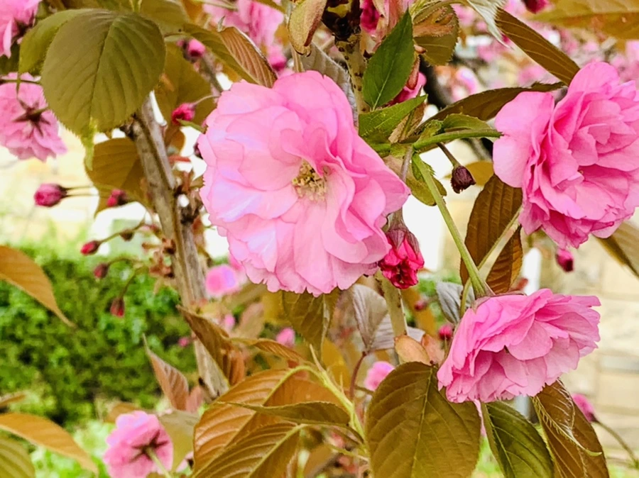 IMG_4431.jpg?type=w966