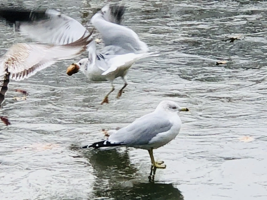 IMG_8617.jpg?type=w966