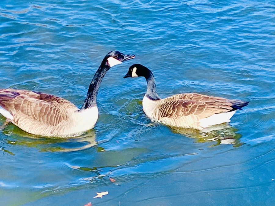 IMG_8272.jpg?type=w966