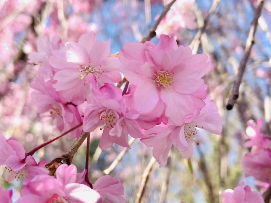 IMG_0513.jpg?type=w966