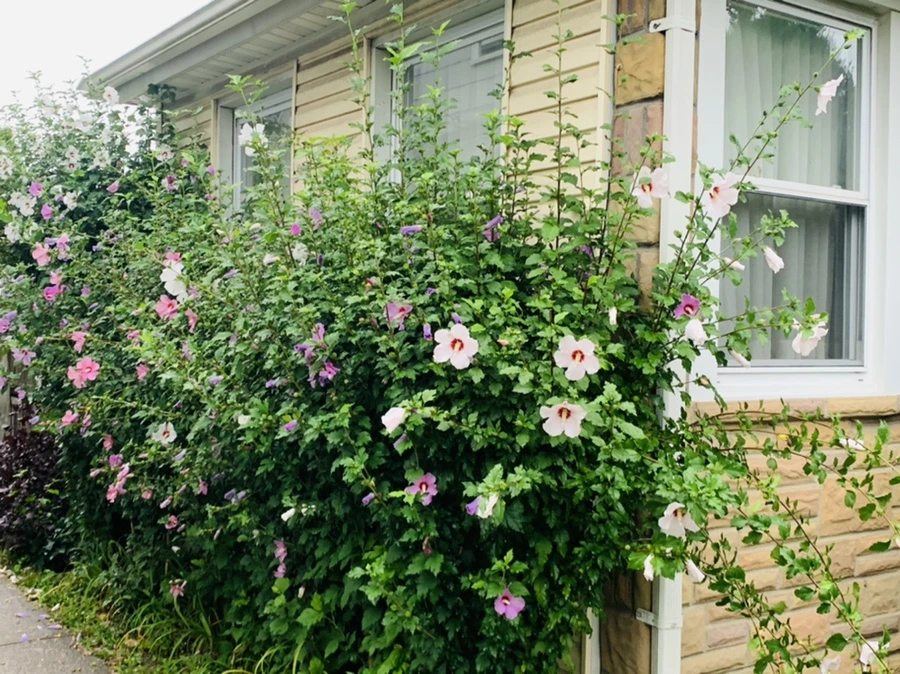 IMG_3642.jpg?type=w966