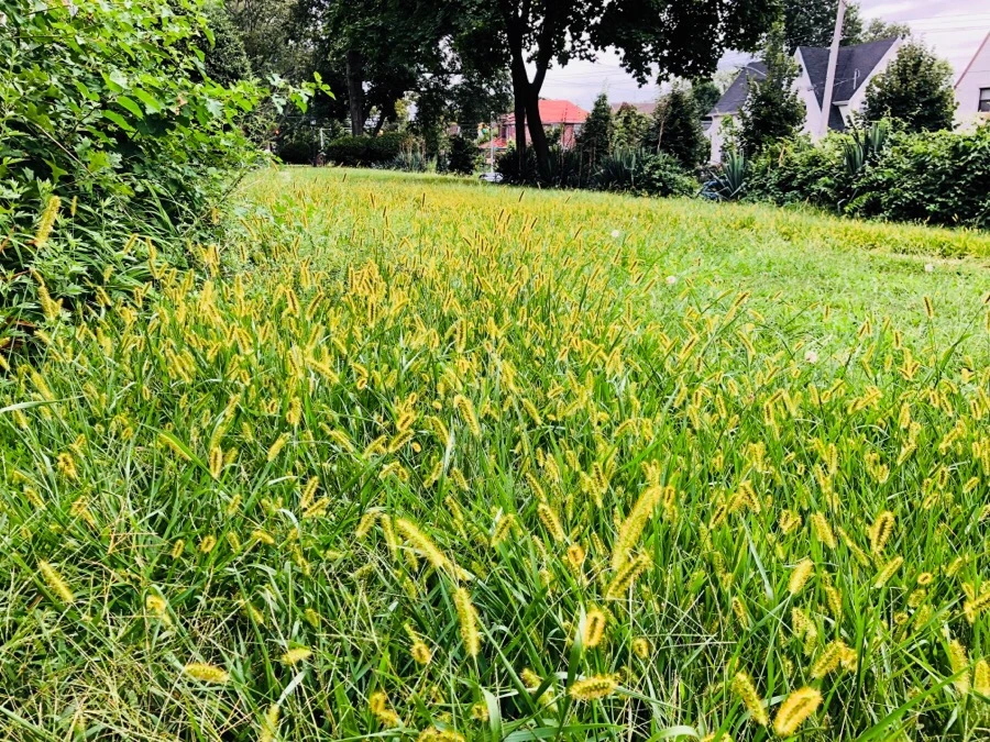 IMG_4307.jpg?type=w966