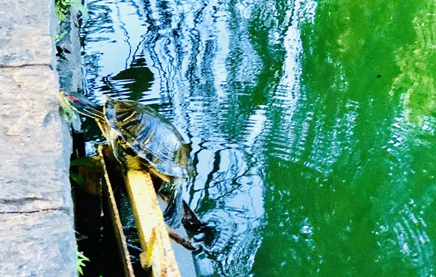 IMG_1499.jpg?type=w966