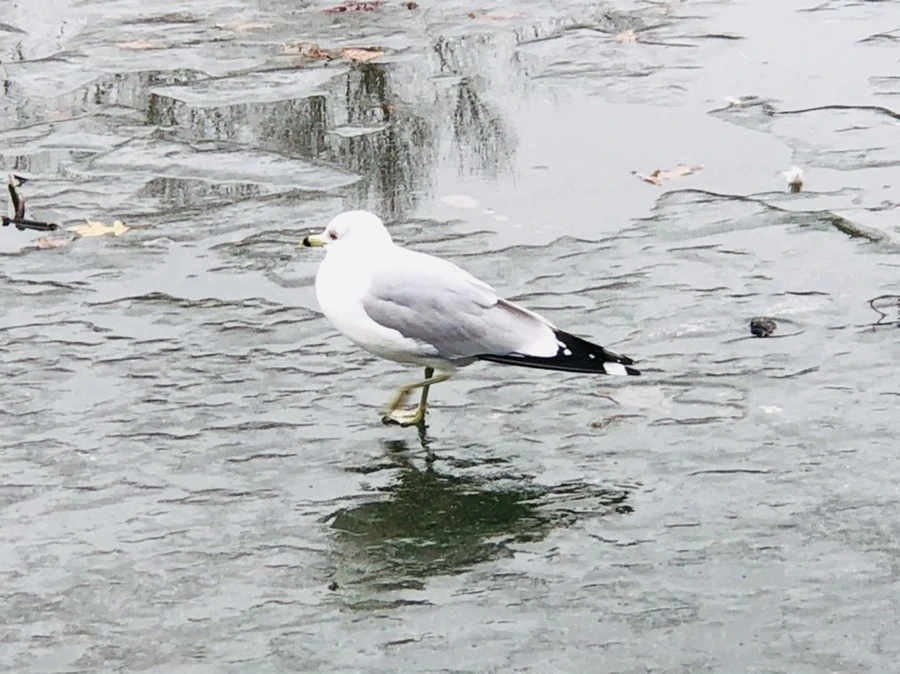 IMG_3161.jpg?type=w966