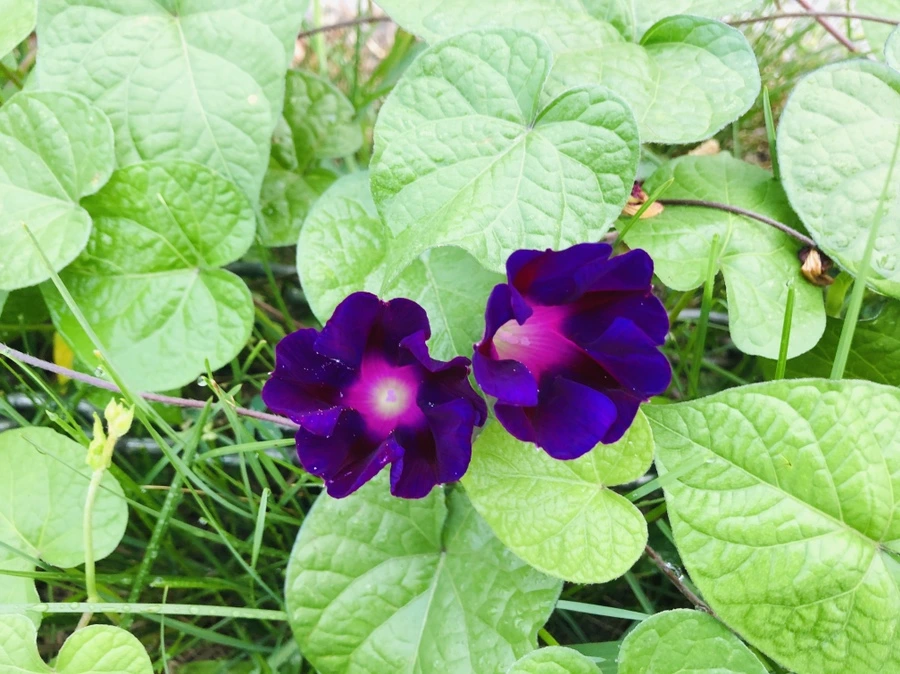 IMG_4328.jpg?type=w966