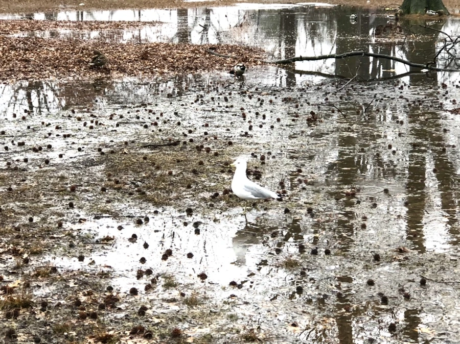 IMG_5673.jpg?type=w966