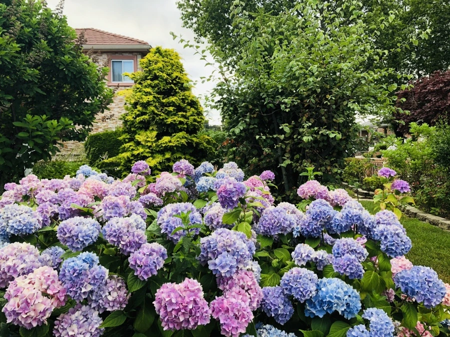 IMG_0868.jpg?type=w966