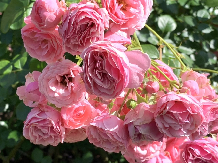 IMG_3146.jpg?type=w966