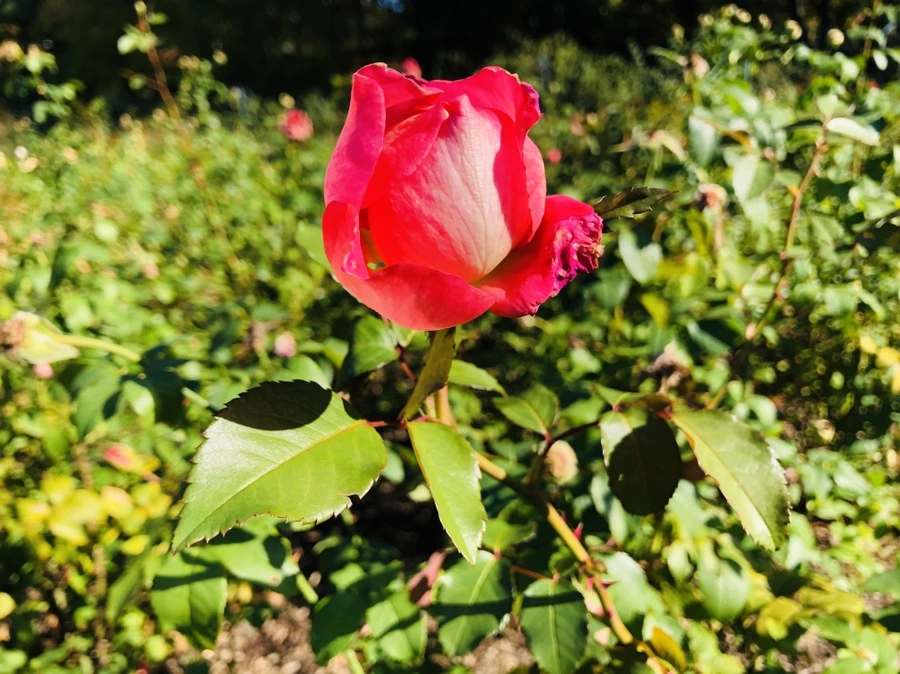 IMG_3327.jpg?type=w966