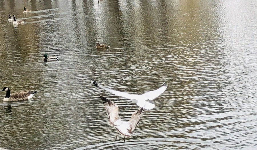 IMG_3276.jpg?type=w966