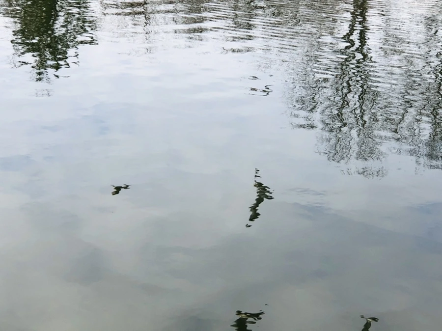 IMG_9879.jpg?type=w966