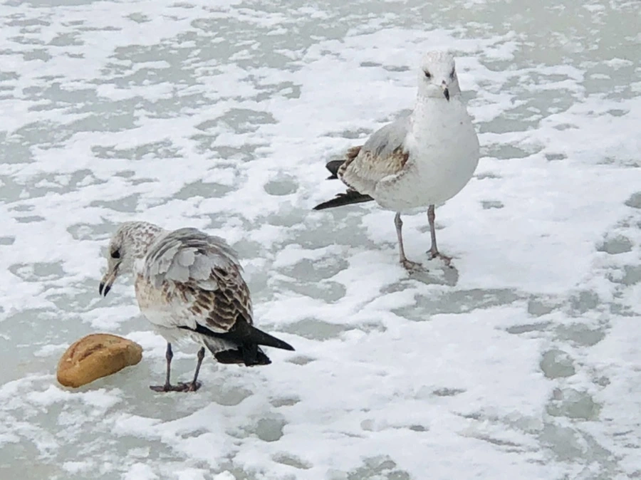 IMG_3800.jpg?type=w966