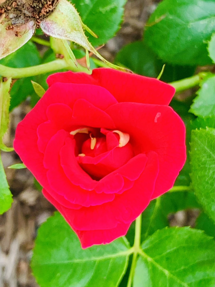 IMG_2701.jpg?type=w966