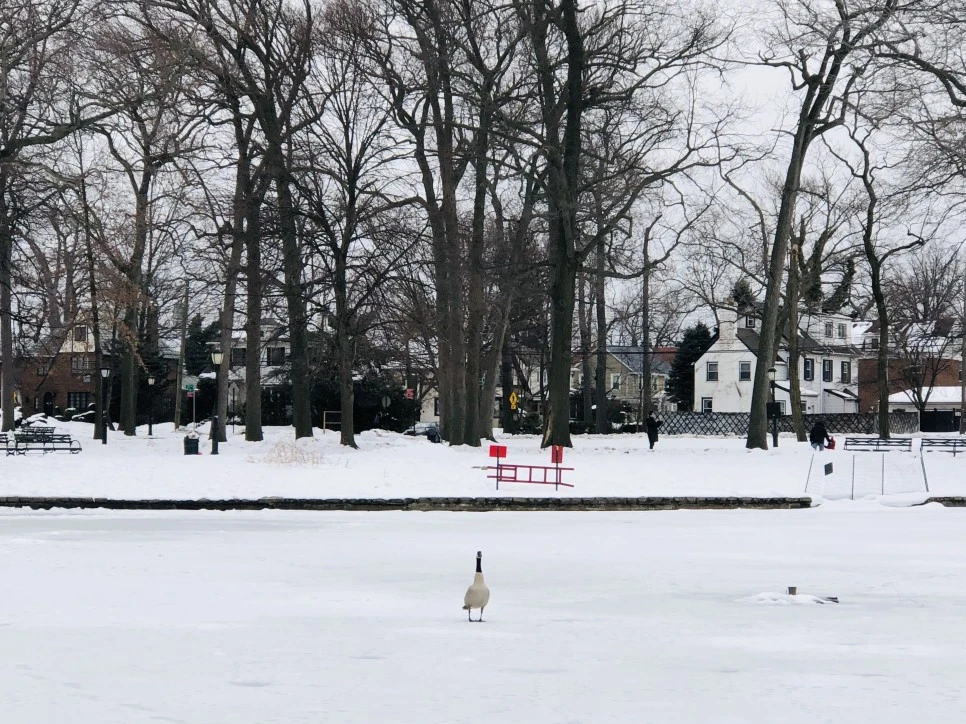 IMG_2703.jpg?type=w966