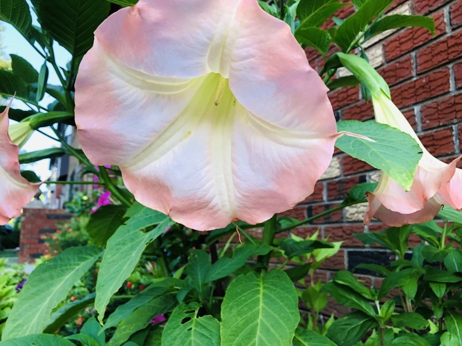 IMG_3571.jpg?type=w966