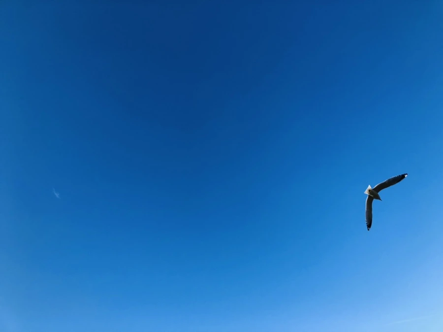 IMG_9317.jpg?type=w966