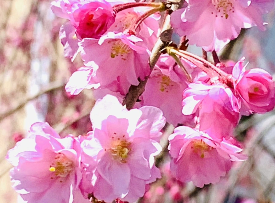 IMG_8337.jpg?type=w966