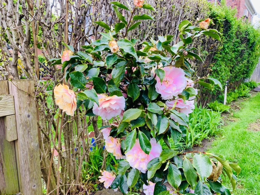 IMG_4030.jpg?type=w966