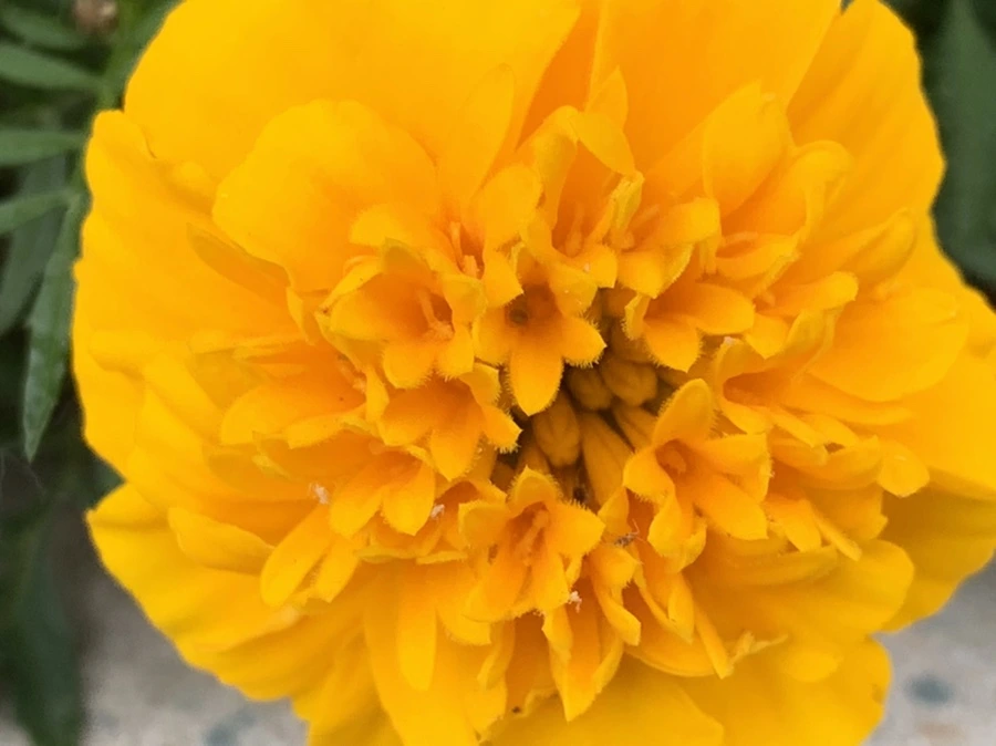 IMG_2657.jpg?type=w966