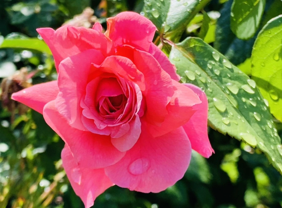 IMG_8394.jpg?type=w966