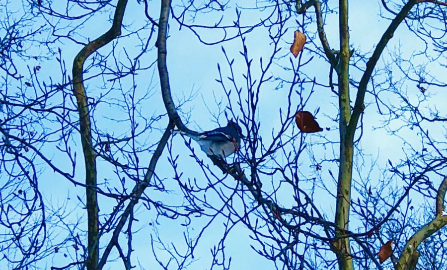 IMG_7032.jpg?type=w966