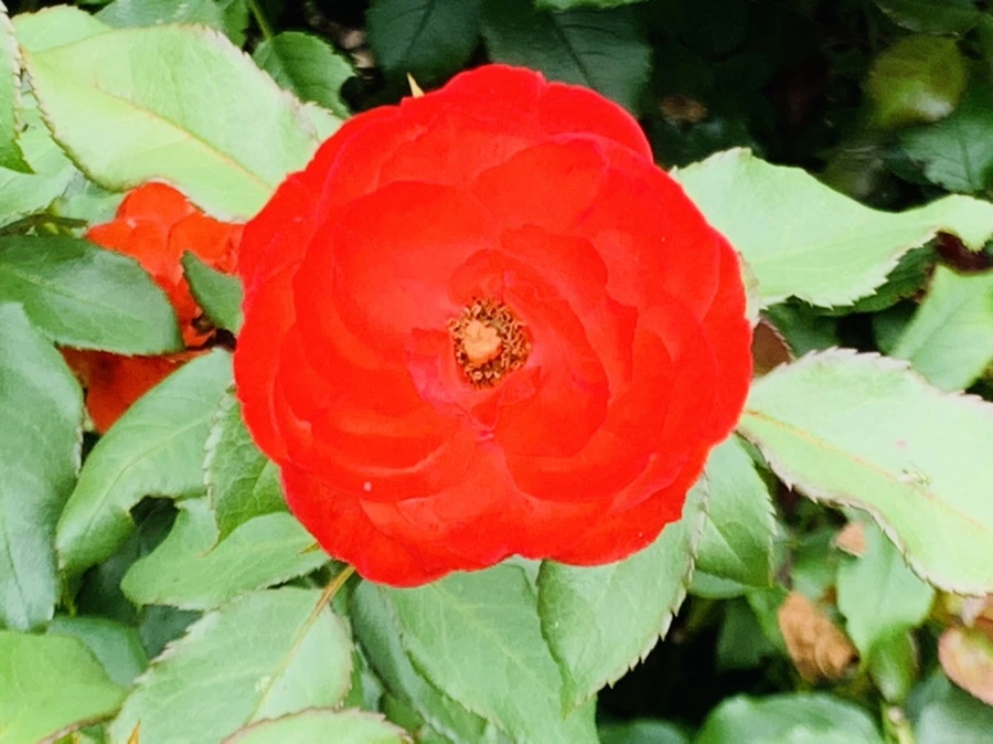 IMG_5068.jpg?type=w966