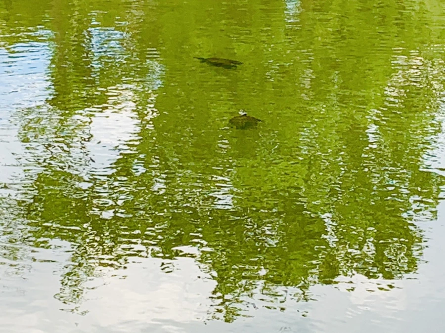 IMG_0734.jpg?type=w966