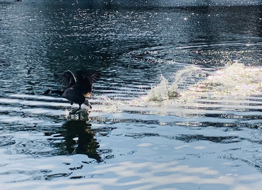 IMG_0362.jpg?type=w966