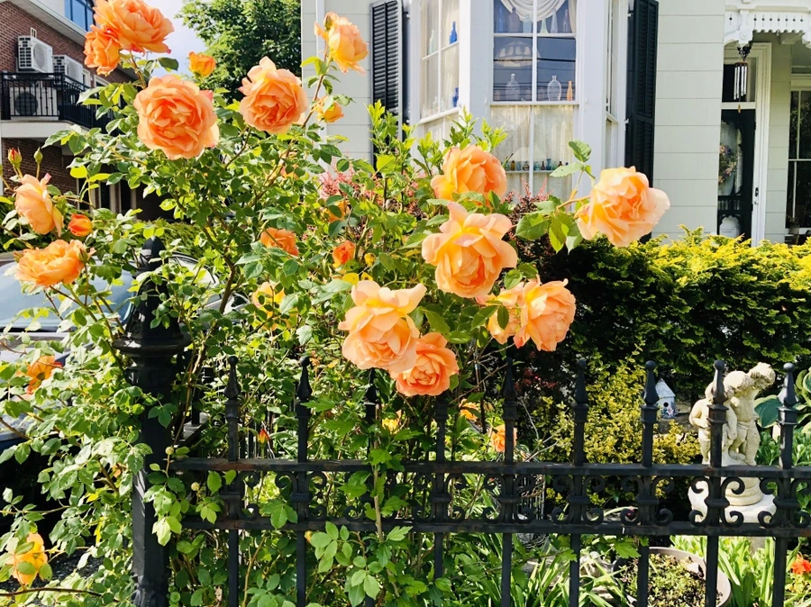 IMG_7481.jpg?type=w966