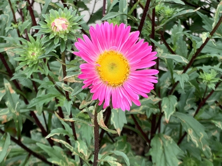 IMG_5906.jpg?type=w966