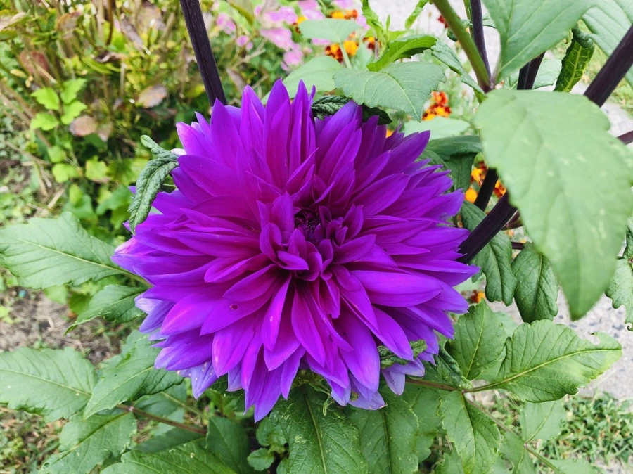 IMG_1106.jpg?type=w966