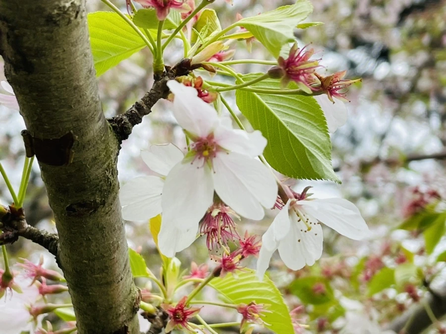 IMG_1294.jpg?type=w966