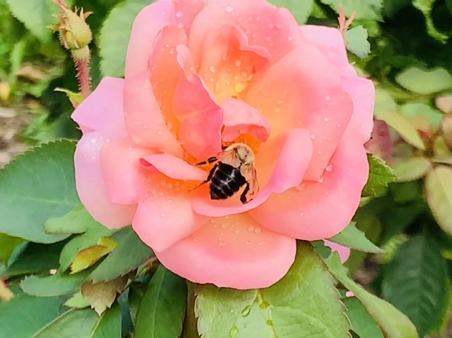 IMG_4962.jpg?type=w966