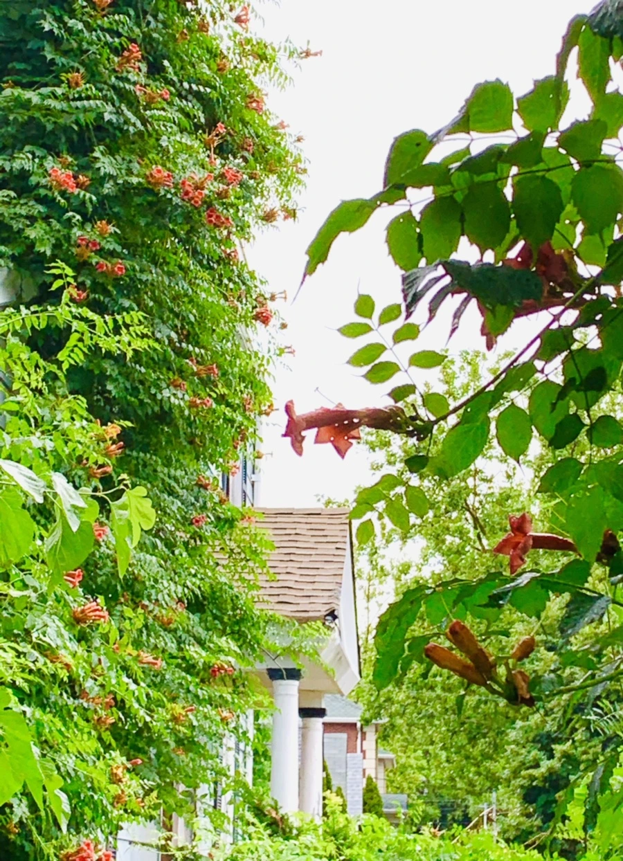 IMG_0055.jpg?type=w966