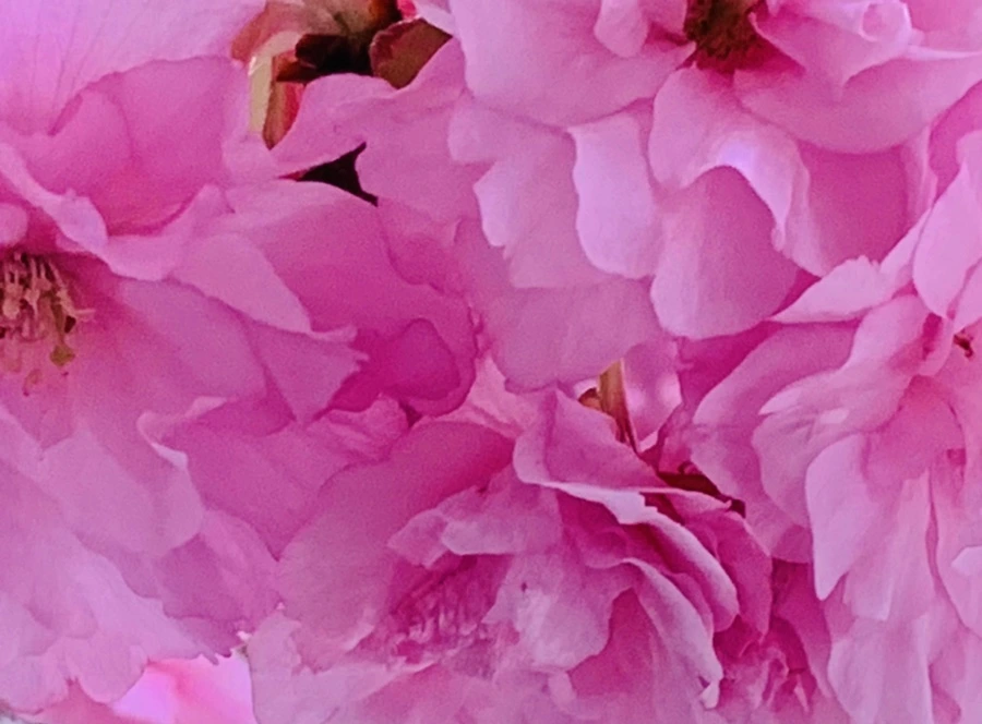 IMG_7393.jpg?type=w966