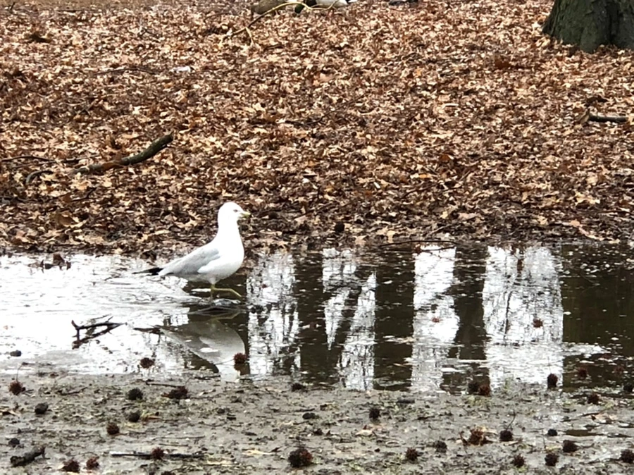 IMG_5685.jpg?type=w966